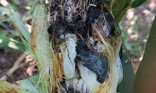 玉米根的功效作用