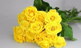 金香玉茶叶是什么品种的茶 金香玉茶叶是什么品种的茶