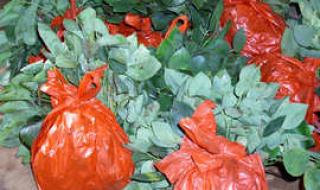 金香玉茶叶是什么品种的茶 金香玉茶叶是什么品种的茶