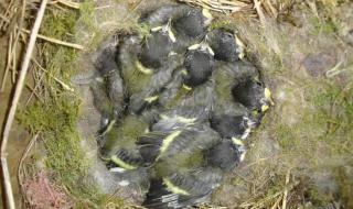 早起的鸟儿有虫吃 早起的鸟儿有虫吃