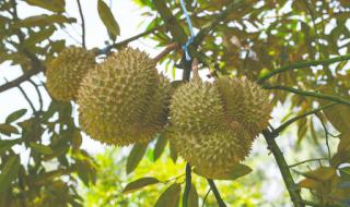 泰国榴莲即将大量上市