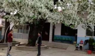 没有蚊香如何驱赶蚊子 没有蚊香如何驱赶蚊子